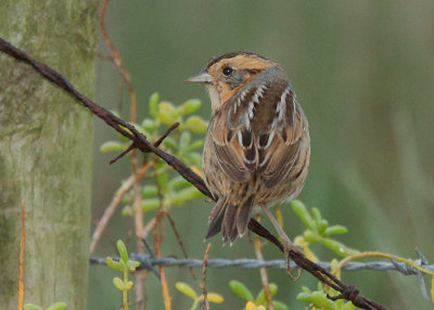 Nelson's Sparrow