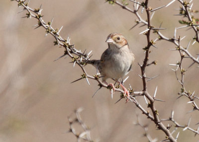 Cassin's Sparrow