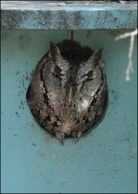 Eastern Screech-Owl