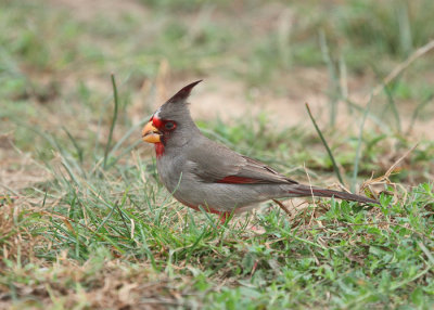 Pyrrhuloxia