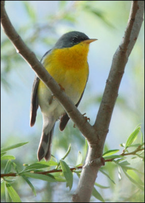 Tropical Parula