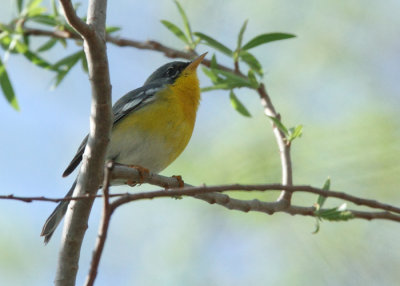 Tropical Parula