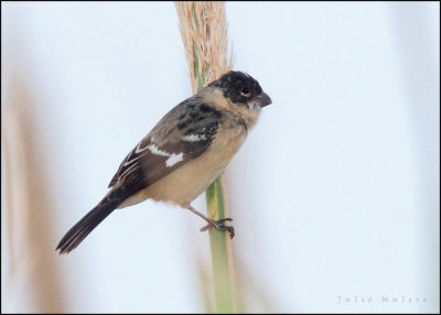 Morelets Seedeater