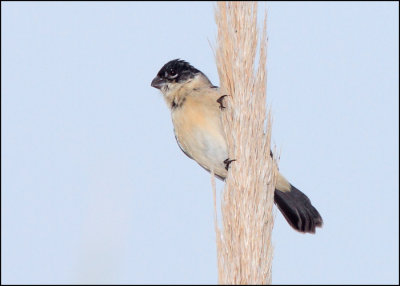 Morelets seedeater