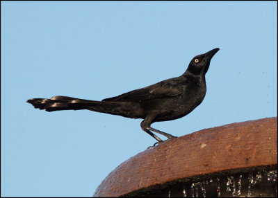 Great-tailed Grackle