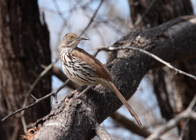 Long-billed Thrasher