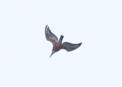 Ringed Kingfisher