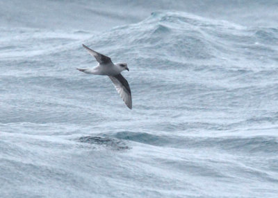 Fork-tailed Storm Petrel
