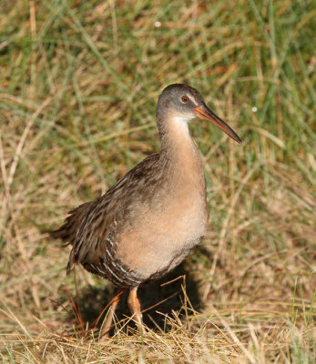 Clapper Rail