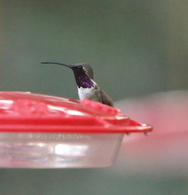 Lucifer Hummingbird