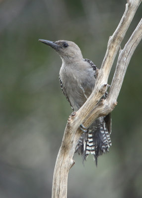 Gila Woodpecker