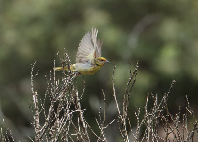 Hepatic tanager