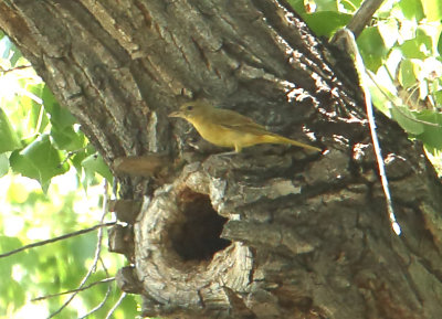 Summer Tanager