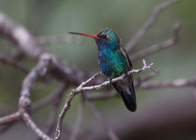 Broad billed Hummingbird