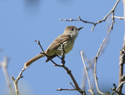 Dusky-capped Flycatcher