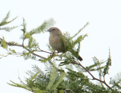 Botteri's Sparrow