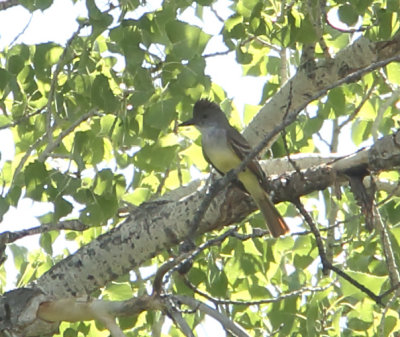 Brown-crested Flycatcher