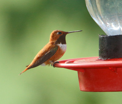 Rufous Hummingbird