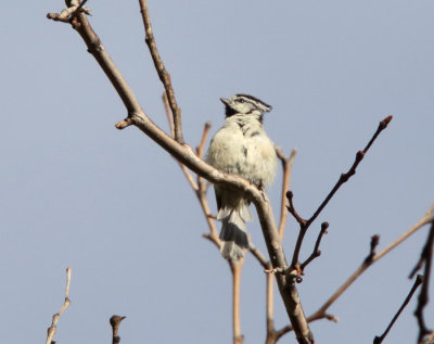 Bridled Titmouse