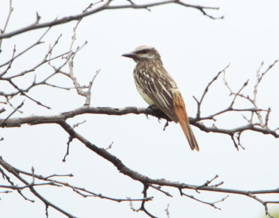 Sulfur bellied Flycatcher