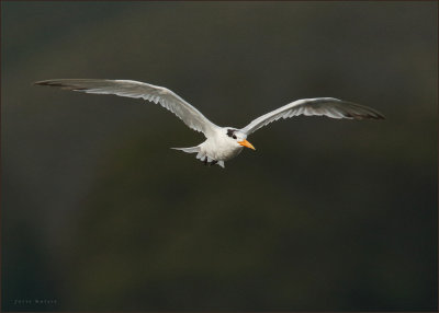 Elegant Tern