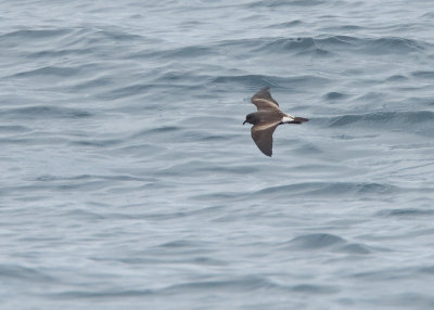 Leach's Storm-Petrel