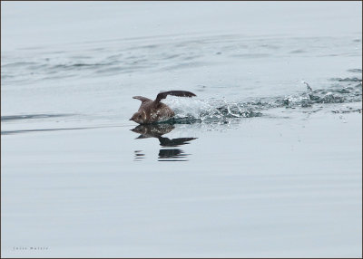 Marbled Murrelet