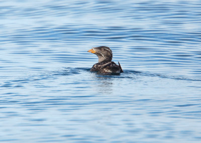 Rhinocero's Auklet