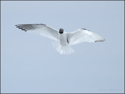 Sabine's Gull