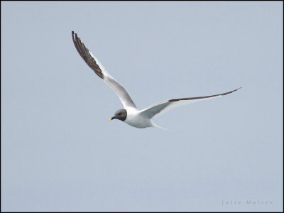 Sabine's Gull