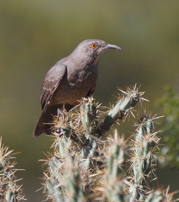 Curve-billed Thrasher