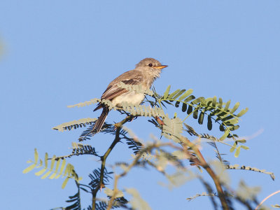 Gray Flycatcher