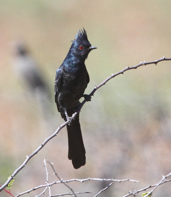 Phainopepla