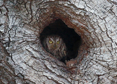 Western Screech-Owl