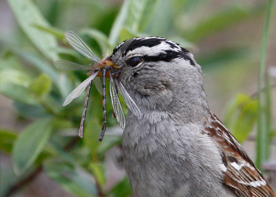 White-crown Sparrow