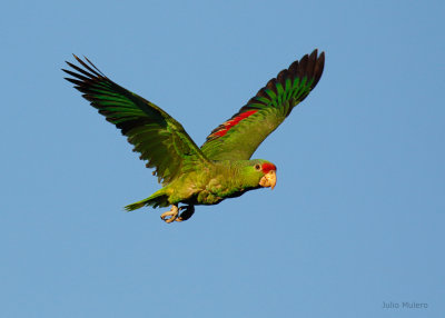 Red-crowned Parrot