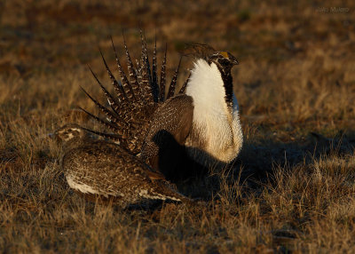 Greater Sage-Grouse