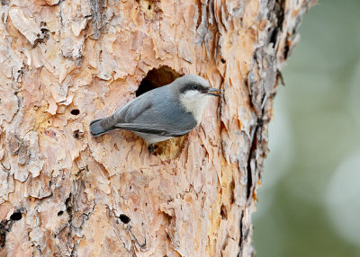 Pygmy Nuthatch