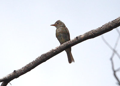 Greater Pewee