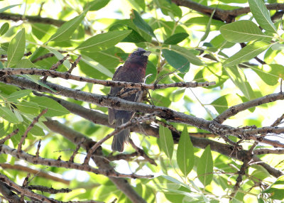 Varied Bunting