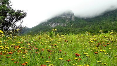 Mountain meadows