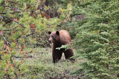  Bear Country