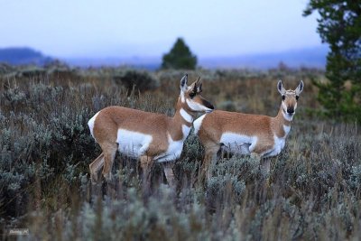 Pronghorn antelopes