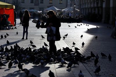 Krakow's pigeons