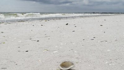  Gold mine of sea shells