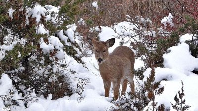 Dressed for winter