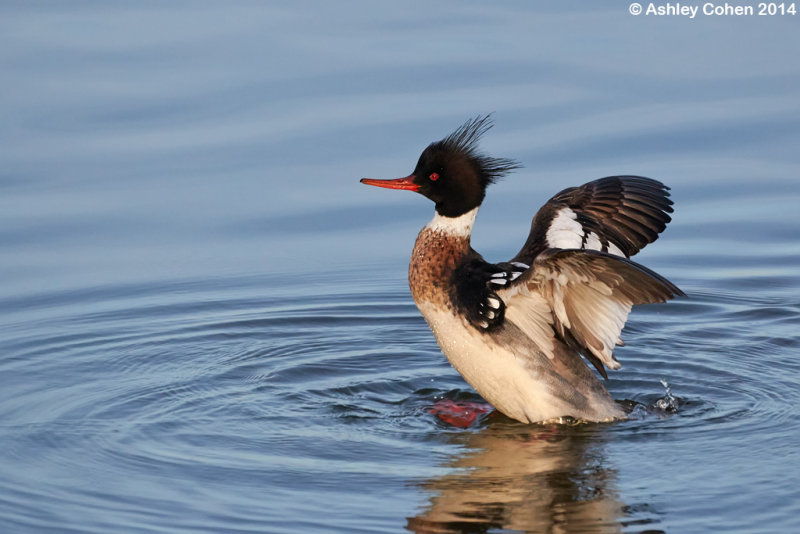 Red-breasted merganser-Mergus serrator