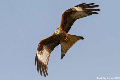 British Birds