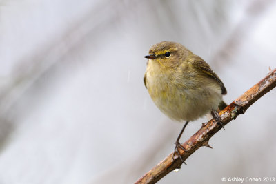 Chiffchaff 
