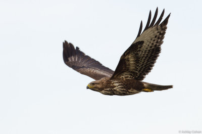 Buzzard